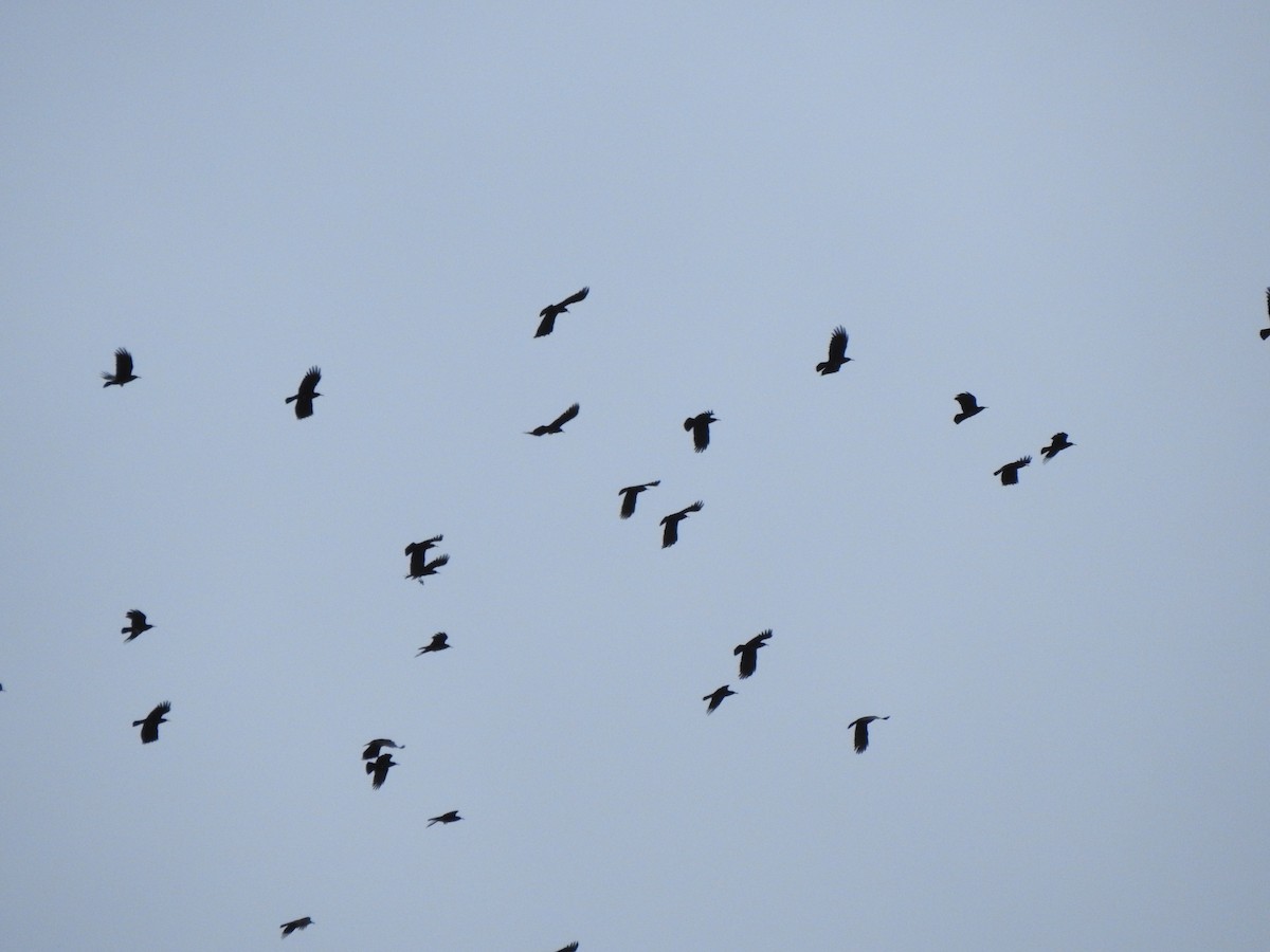 ベニハシガラス - ML647356854