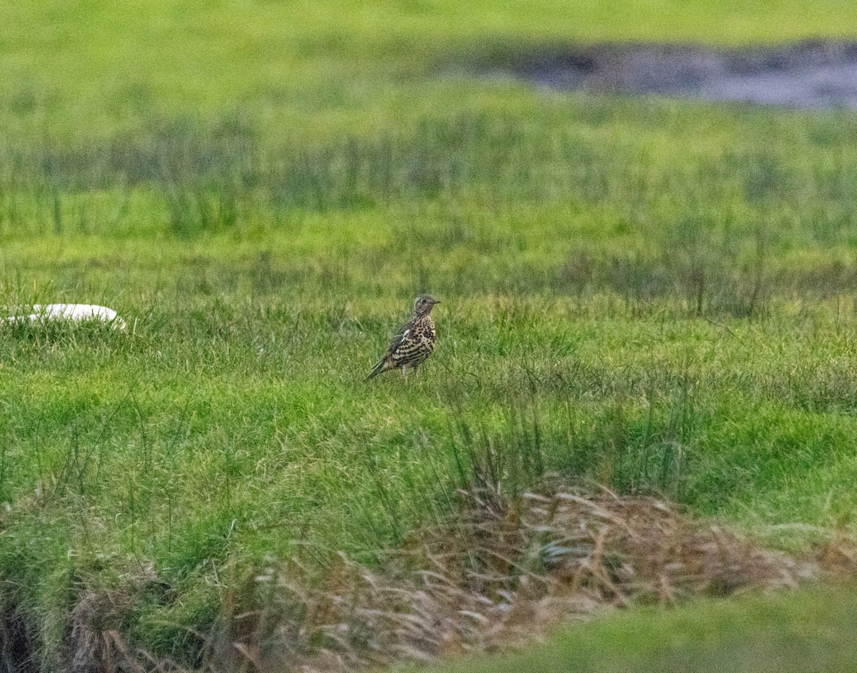 槲鶇 - ML647356857