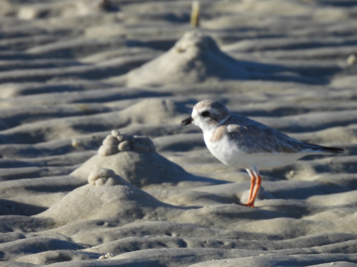 Piping Plover - ML647356878