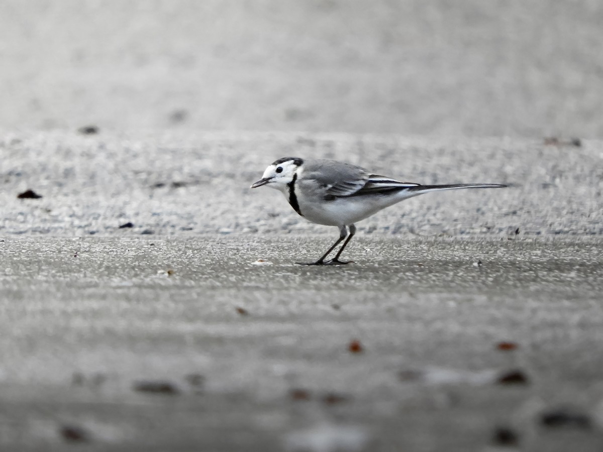 linerle - ML647356887