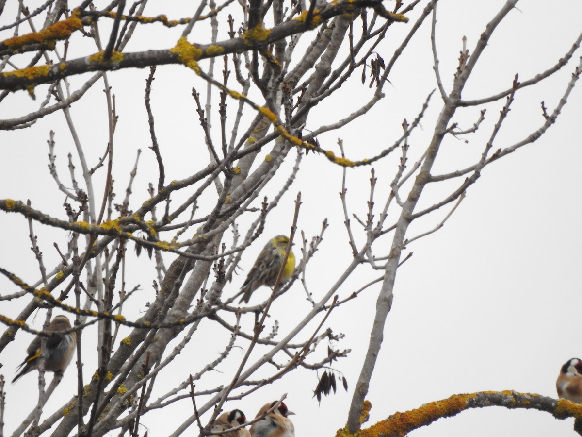 Txirriskila arrunta - ML647356903