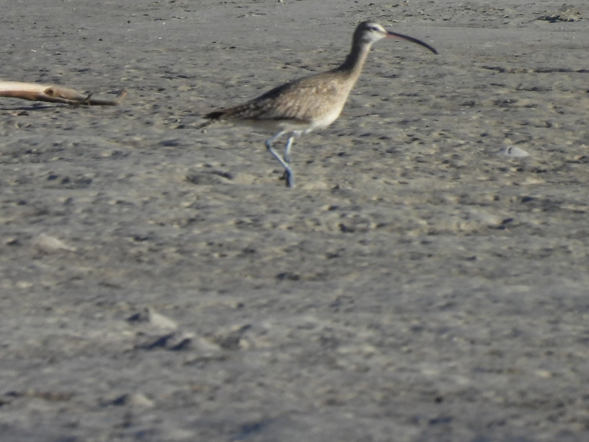 Hudsonian Whimbrel - ML647356904