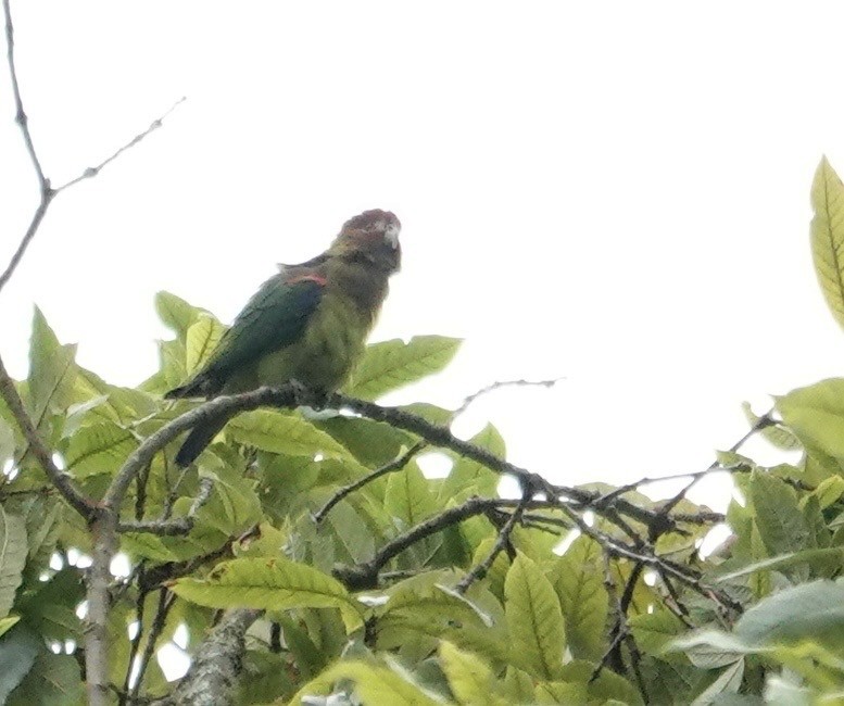 Rusty-faced Parrot - ML647356930
