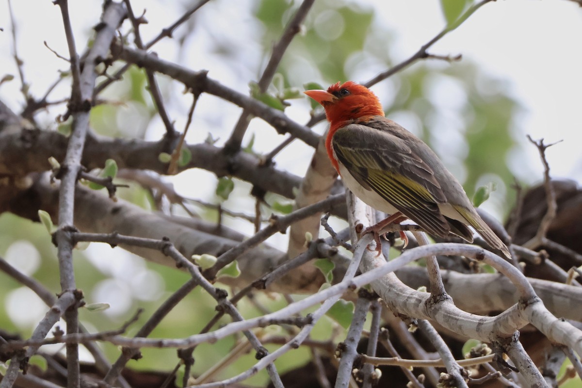 Red-headed Weaver - ML647356931