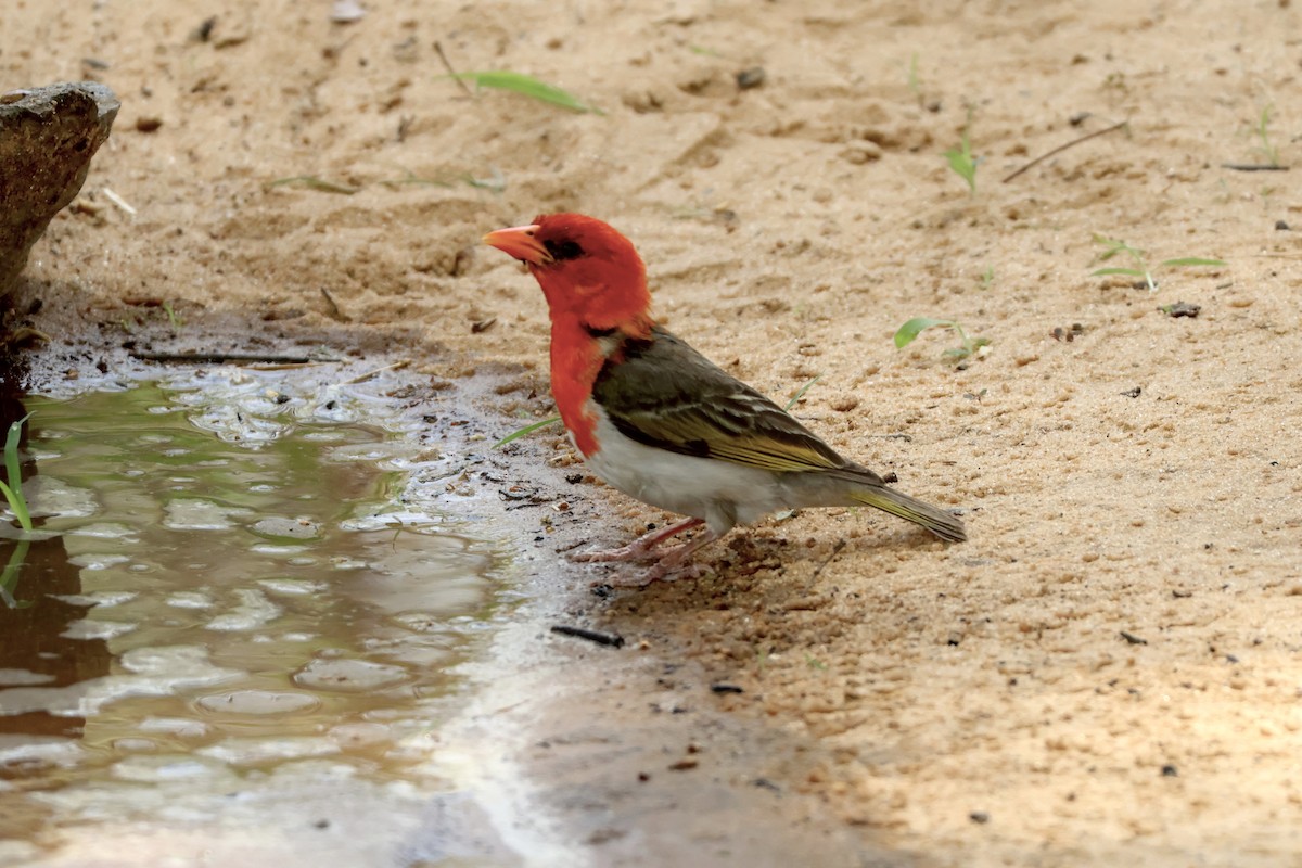 Red-headed Weaver - ML647356932