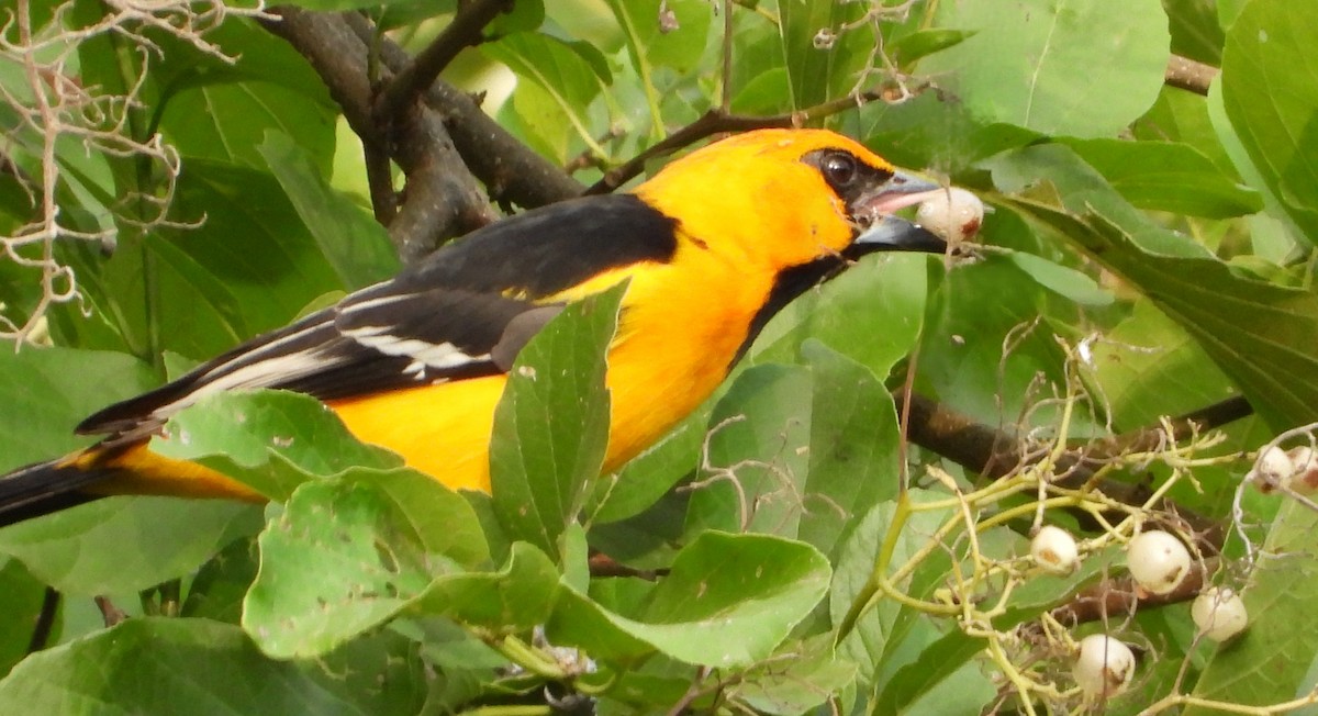 Altamira Oriole - ML647356933