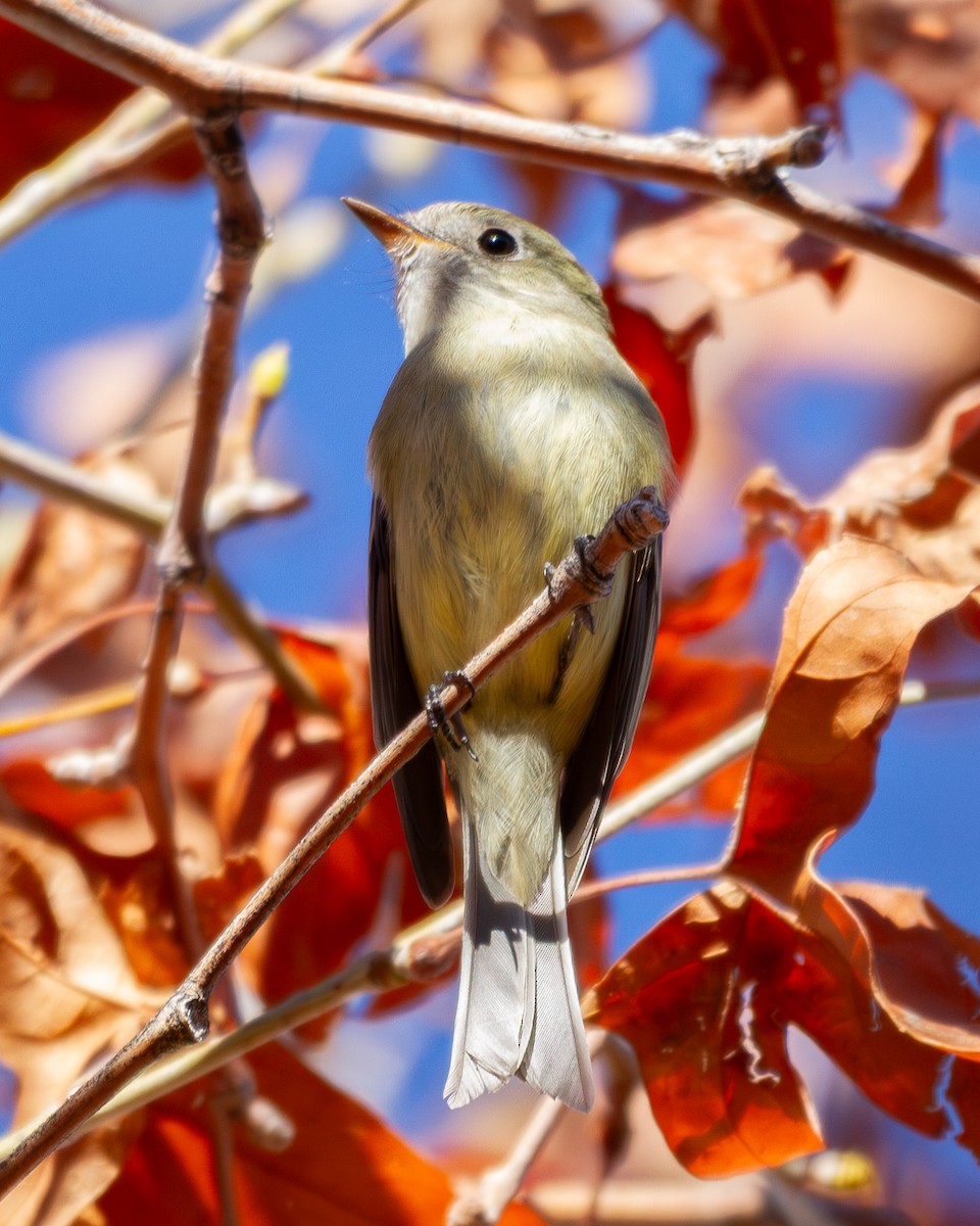 Hammond's Flycatcher - ML647356943