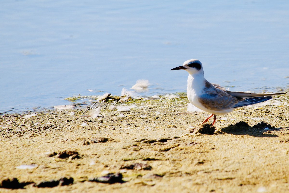 Forster's Tern - ML647356944
