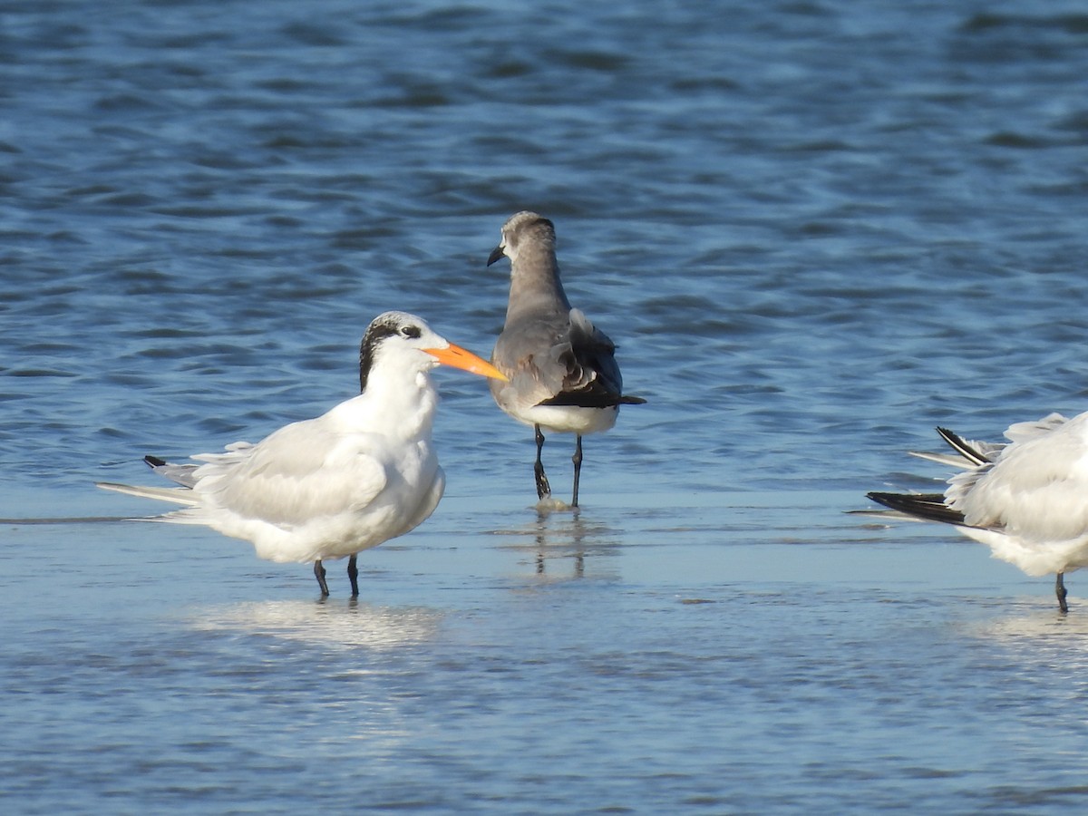 Royal Tern - ML647356945