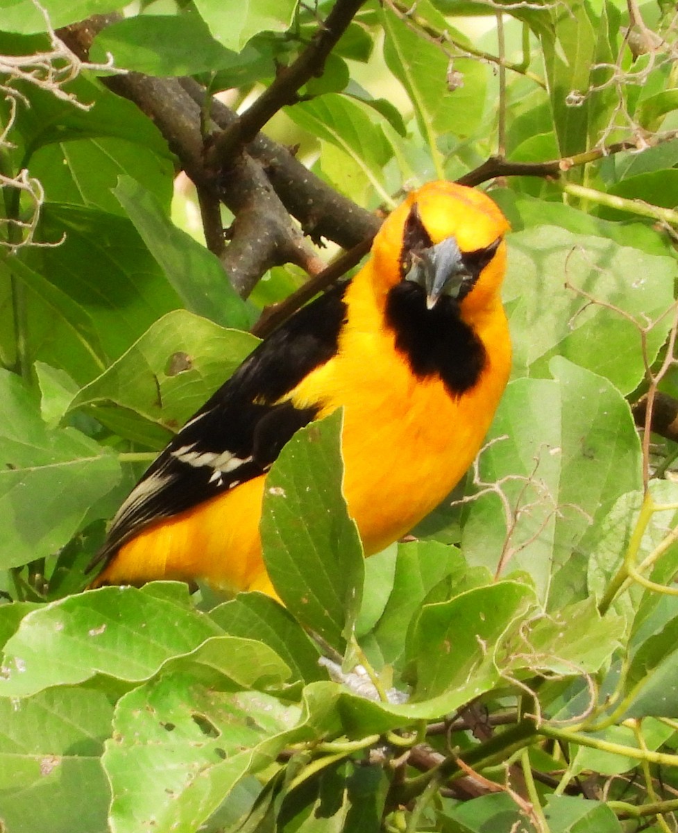 Altamira Oriole - ML647356946