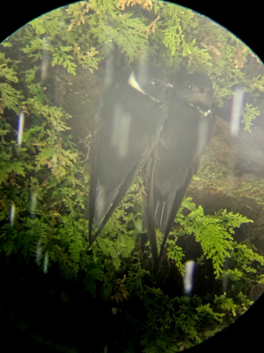 Halsbandsegler - ML647356947