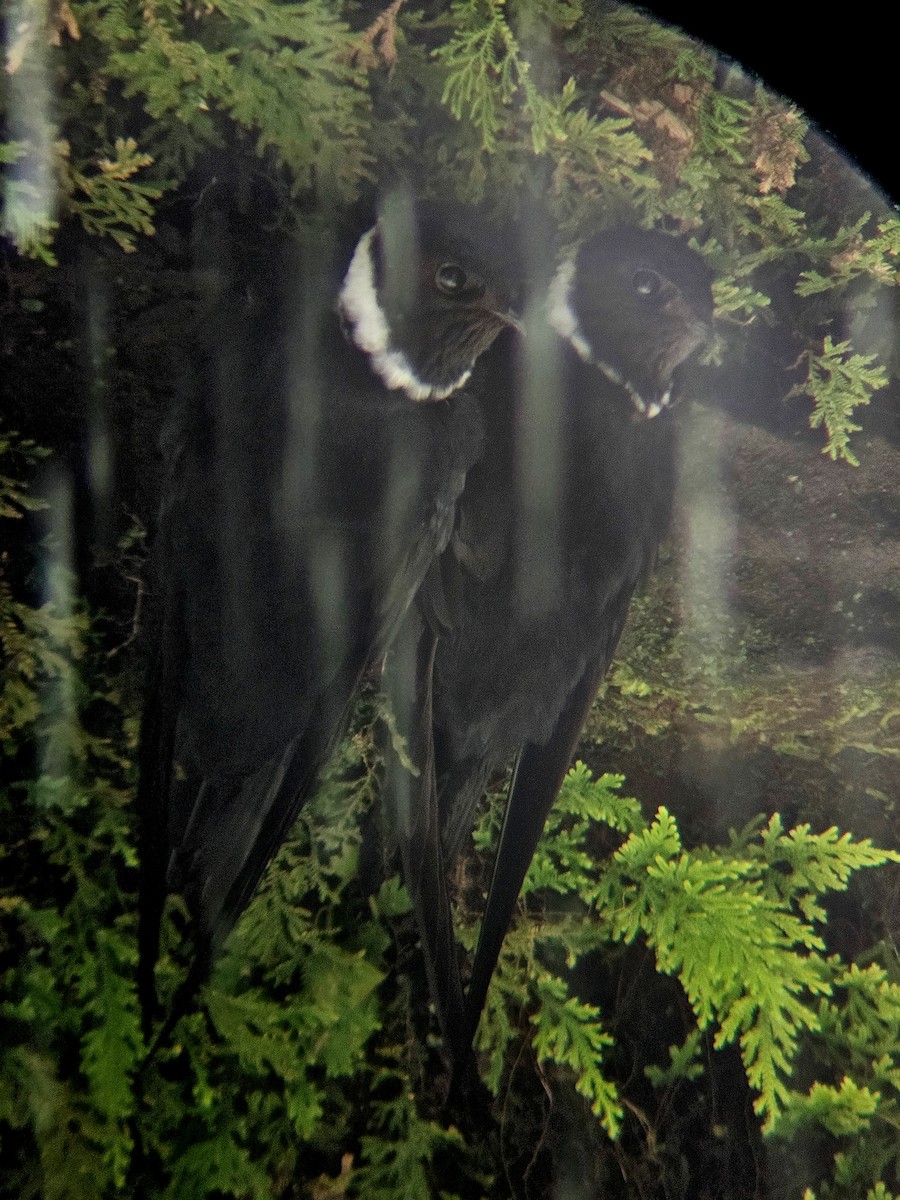 Halsbandsegler - ML647356948