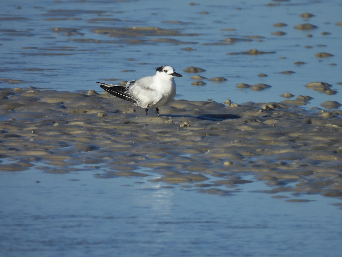 Sandwich Tern - ML647356949