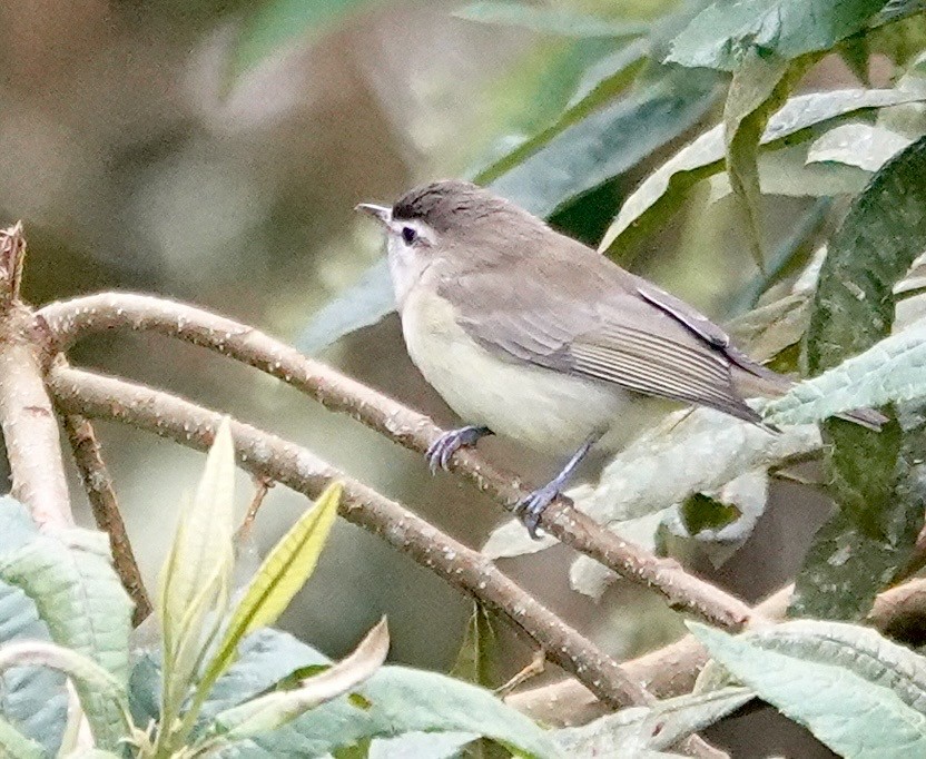 Brown-capped Vireo - ML647356951