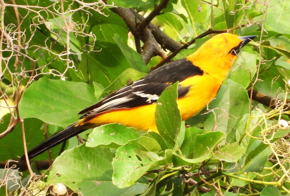 Altamira Oriole - ML647356952