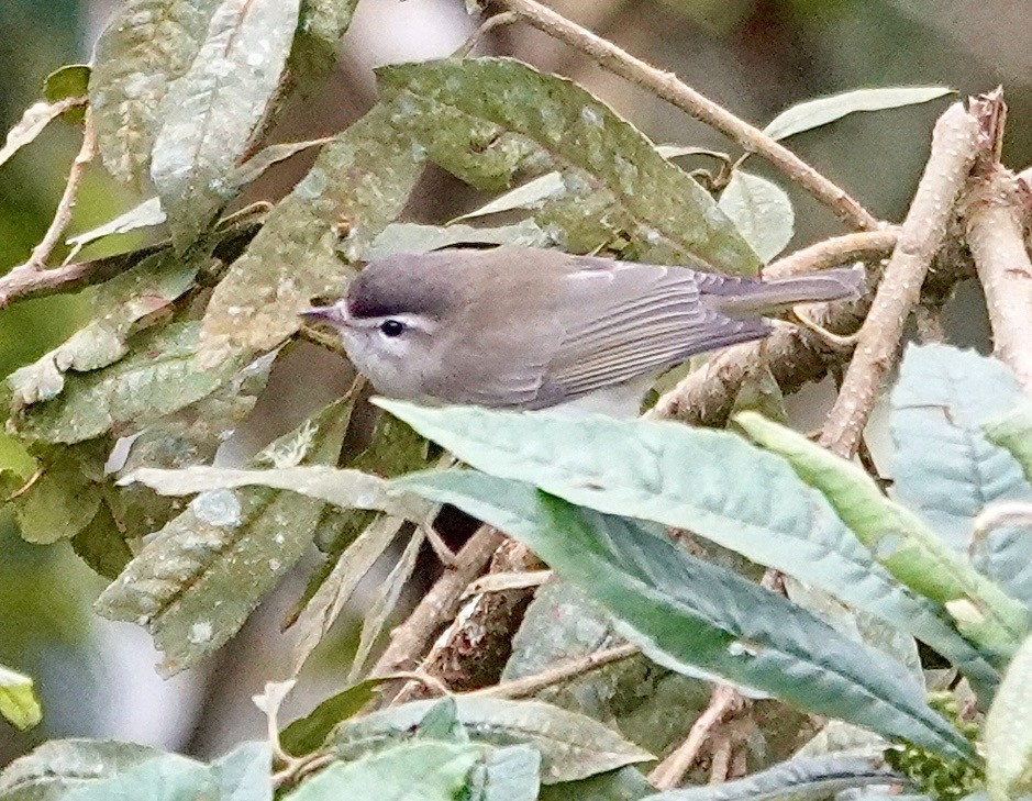 Brown-capped Vireo - ML647356953