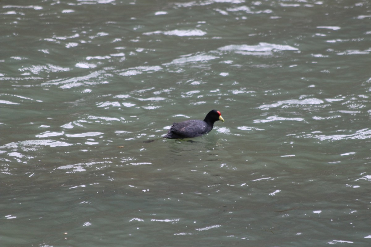 Slate-colored Coot - ML647356957