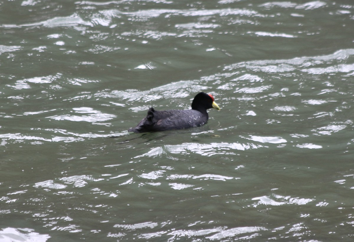 Slate-colored Coot - ML647356961
