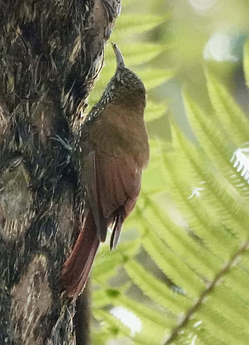 Dağ Tırmaşık - ML647356962