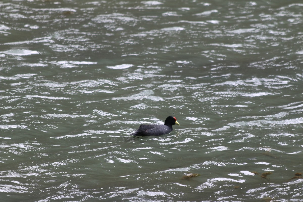 Slate-colored Coot - ML647356963