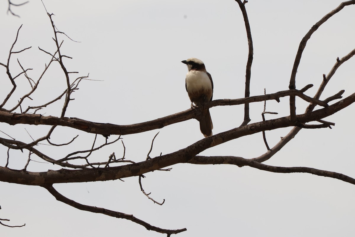 Ak Taçlı Örümcekkuşu - ML647356965