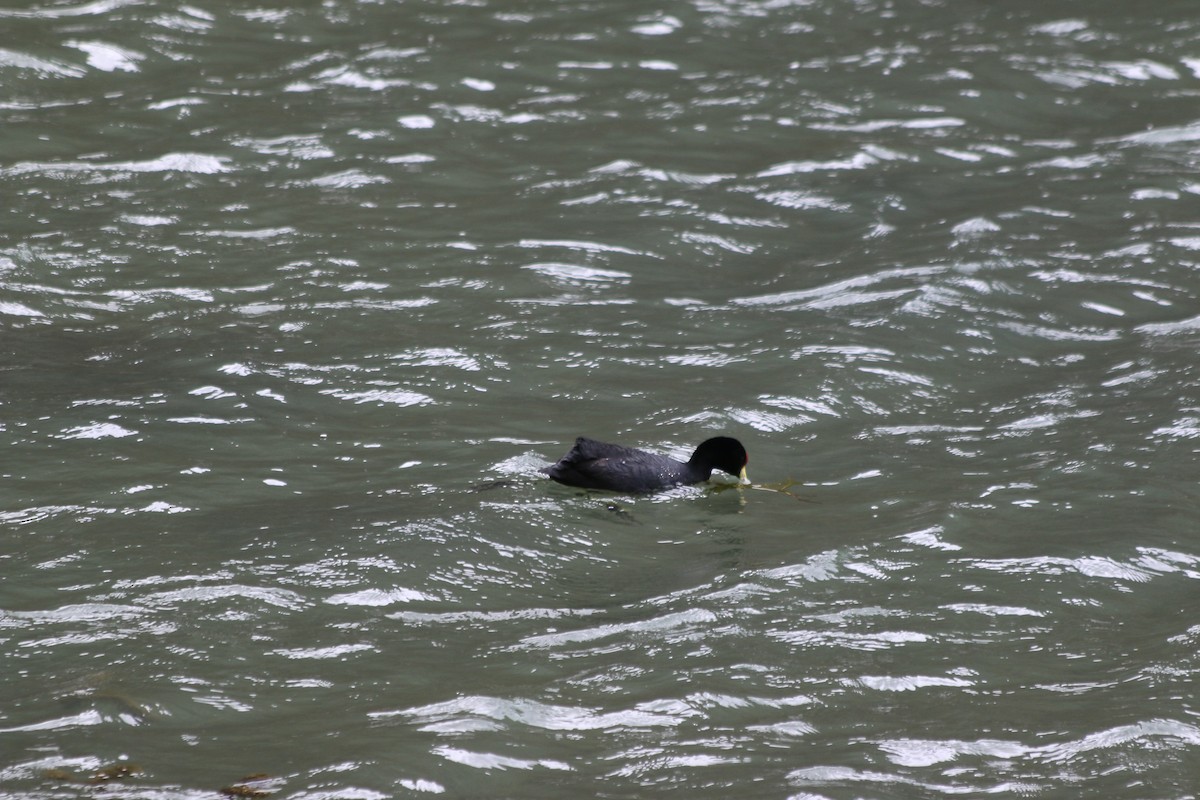 Slate-colored Coot - ML647356966