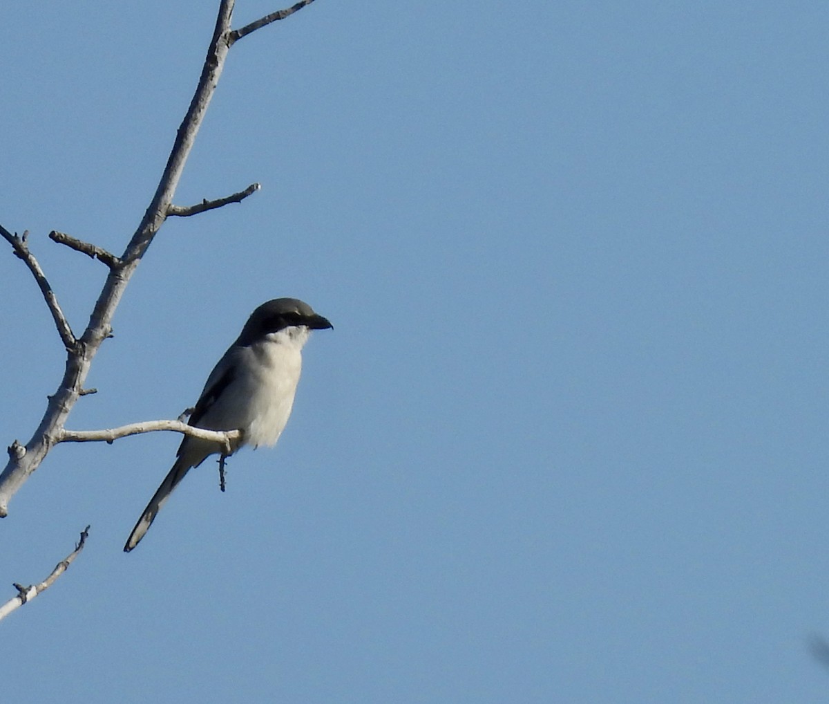 Loggerhead Shrike - ML647356967