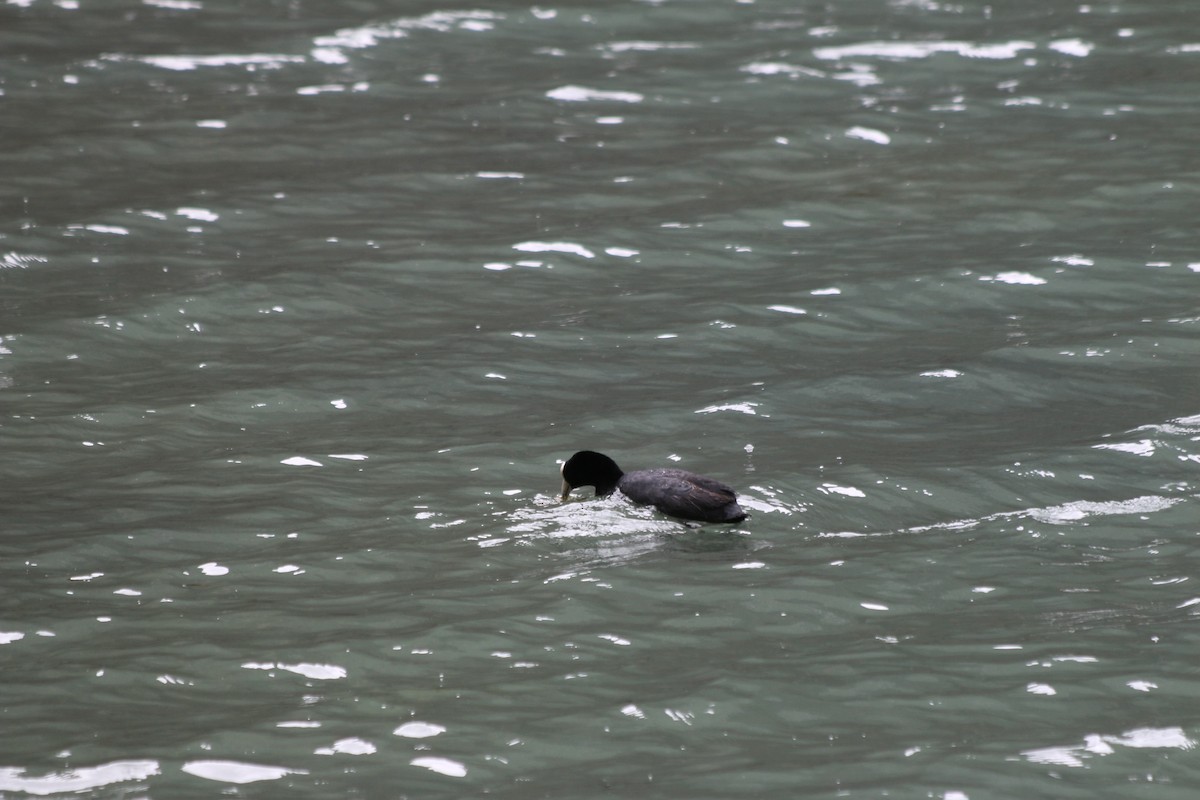 Slate-colored Coot - ML647356968