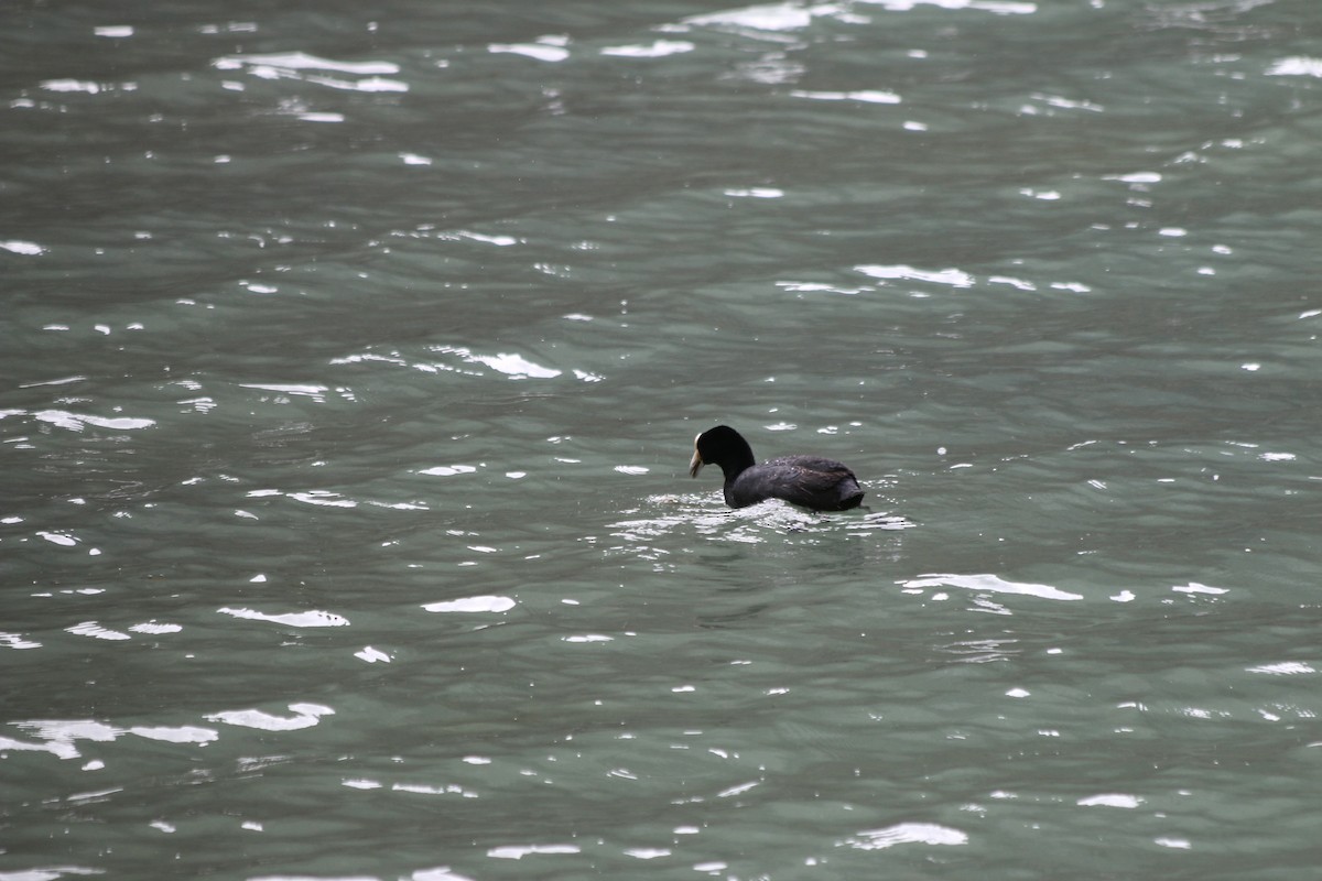 Slate-colored Coot - ML647356969