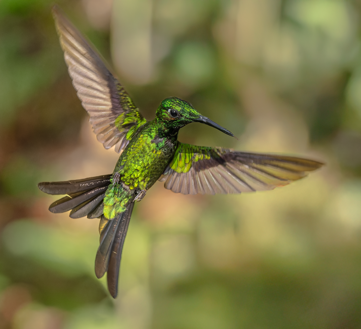 Empress Brilliant - ML647356972