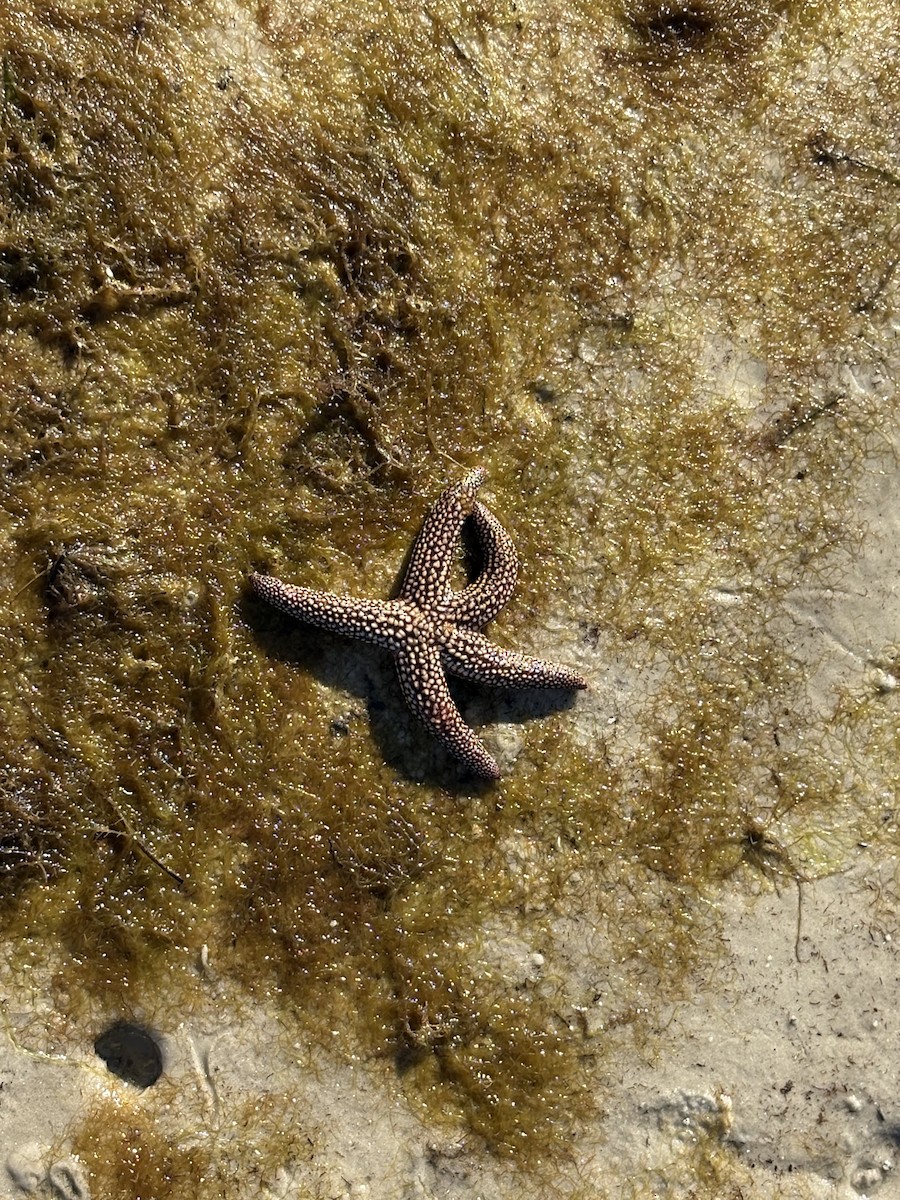 Animals - ML647356979