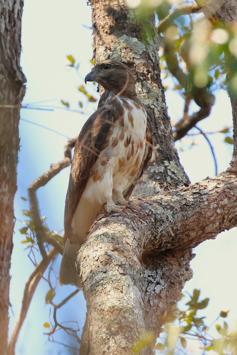 Baza malgache - ML647356981