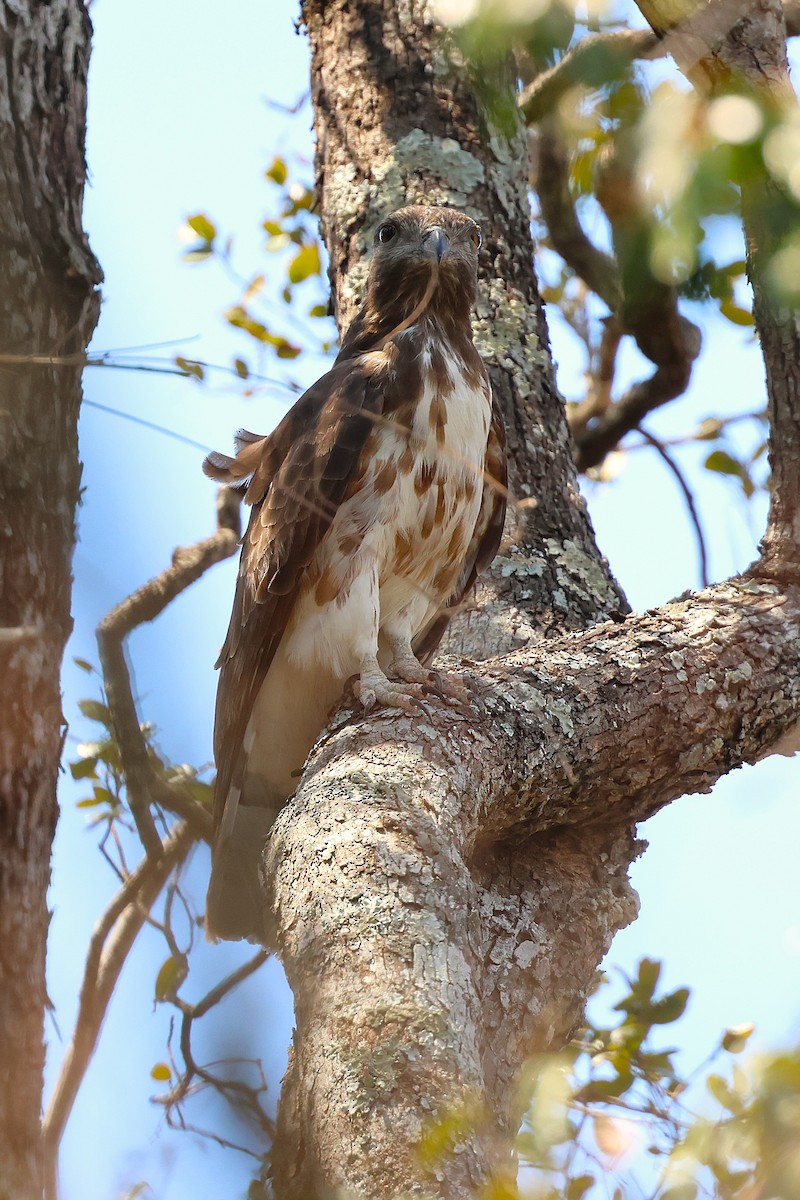 Baza malgache - ML647356982