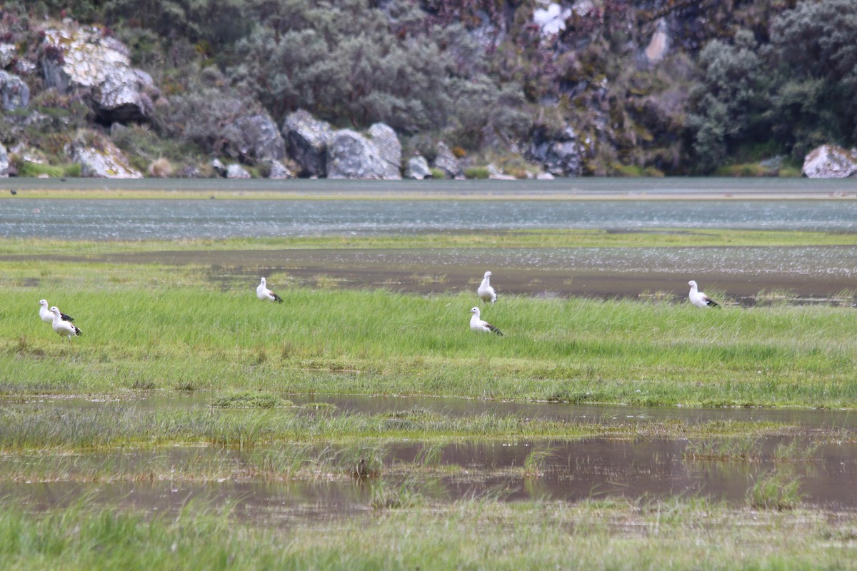 Andean Goose - ML647356983