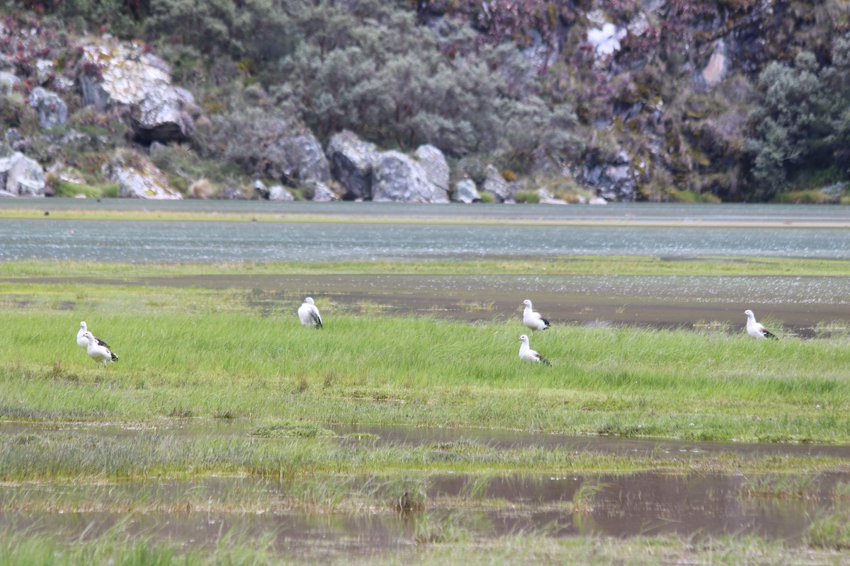 Andean Goose - ML647356987