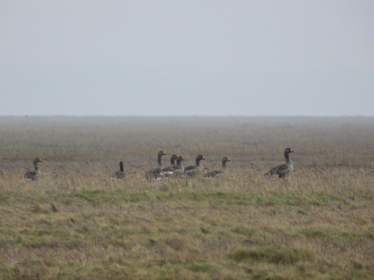 אווז אפור - ML647356995