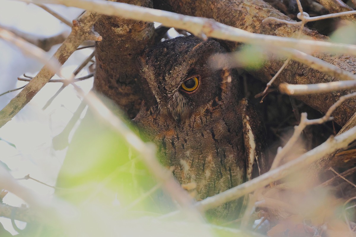 Madagaskar-Zwergohreule (Torotoroka-Zwergohreule) - ML647356996