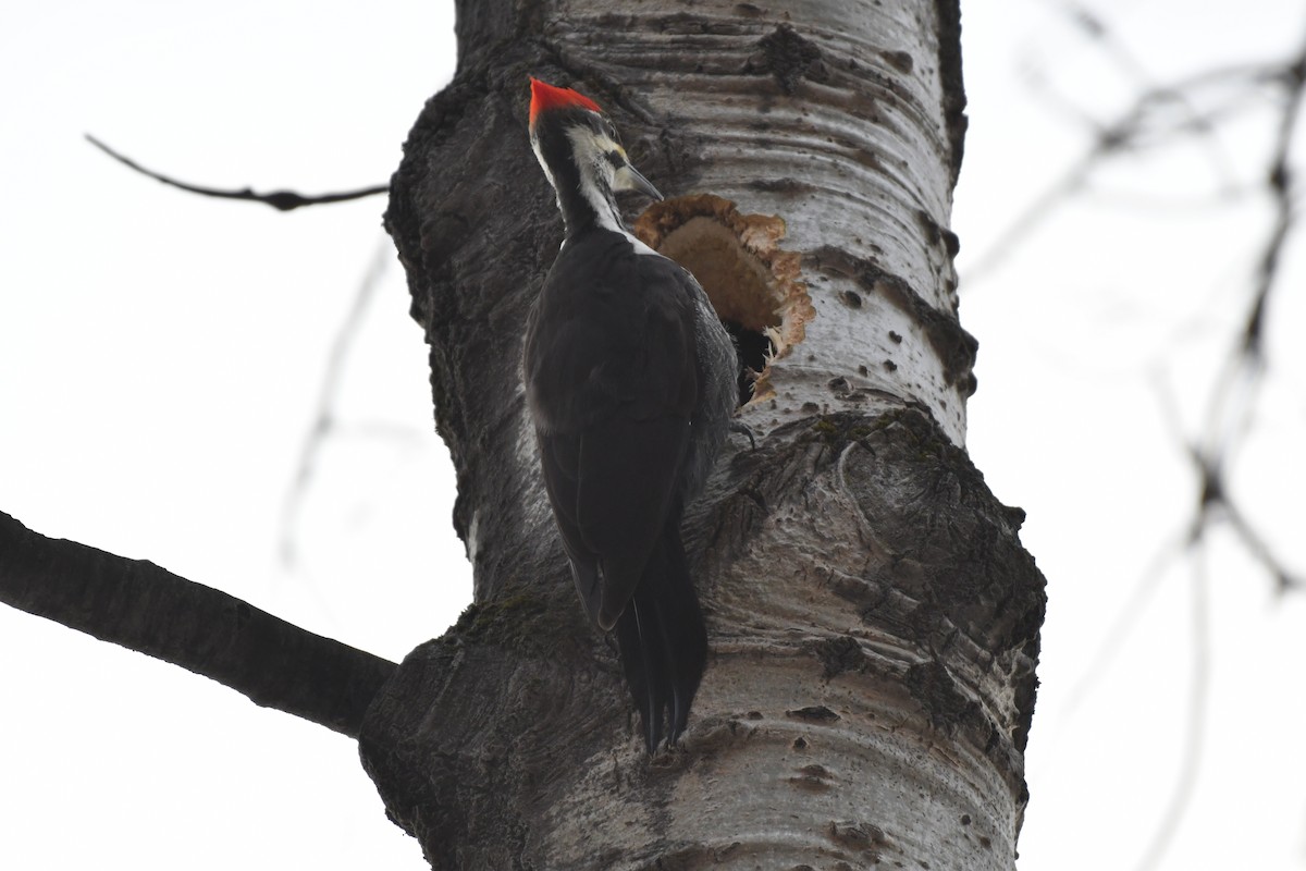 Pileated Woodpecker - ML647356997