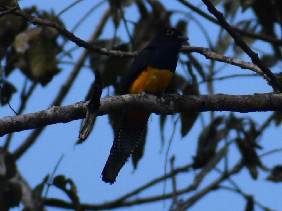 Amazonian Violaceous Trogon - ML647357006