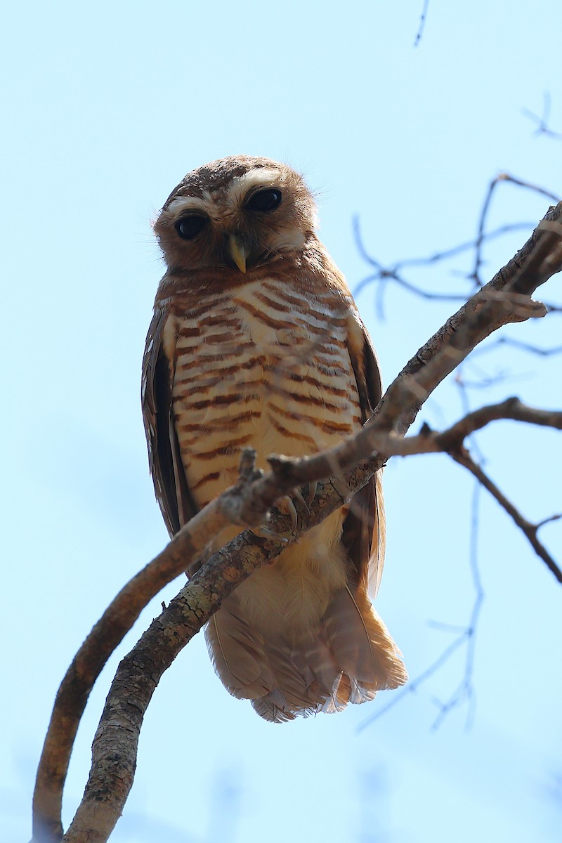 White-browed Owl - ML647357008