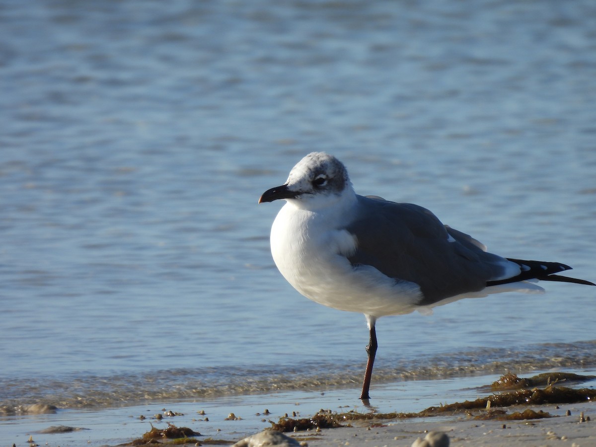 Laughing Gull - ML647357025