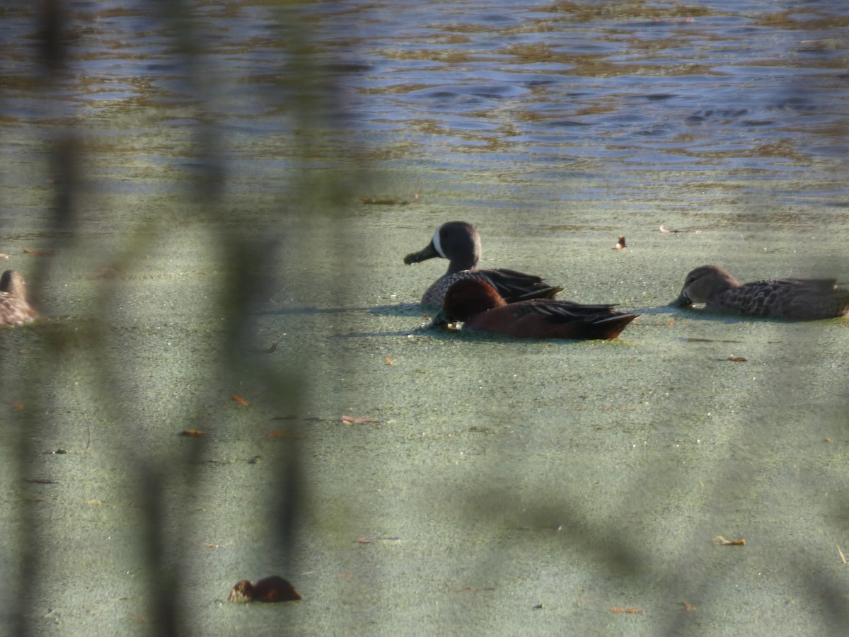 Sarcelle à ailes bleues - ML647357050