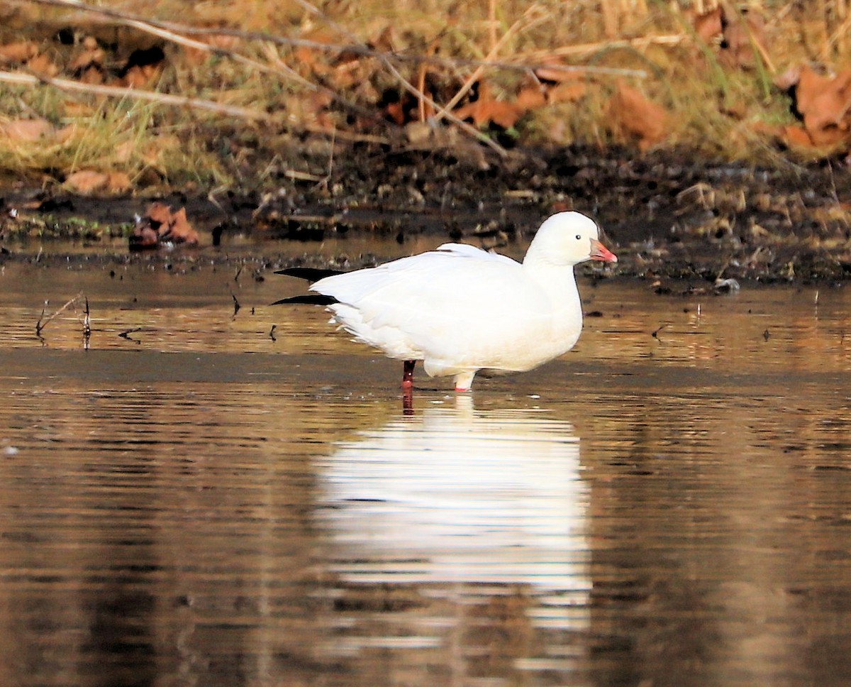 Гусь Росса - ML647357069