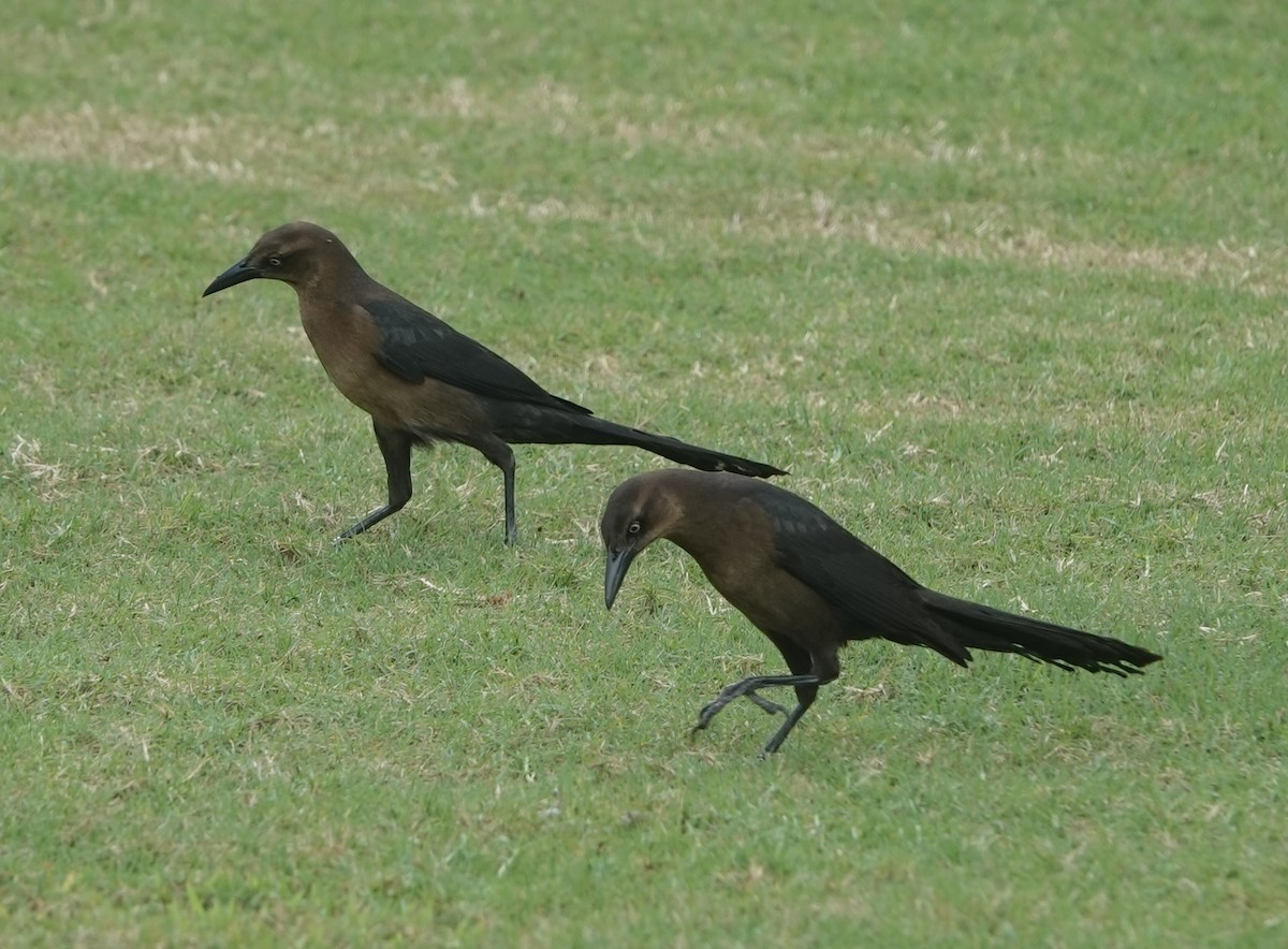 Great-tailed Grackle - ML647357073