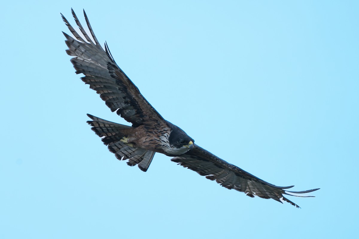 Орел-карлик індійський - ML647357078