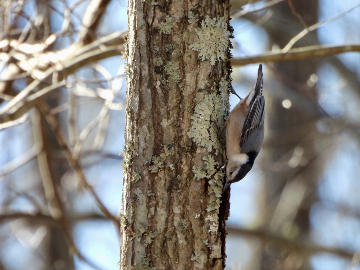 Beyaz Göğüslü Sıvacı - ML647357086