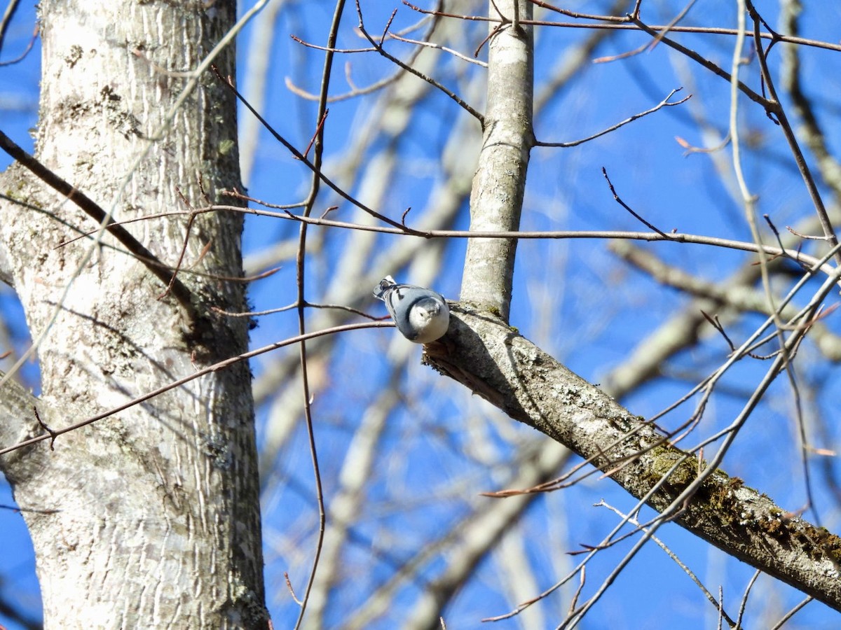 Beyaz Göğüslü Sıvacı - ML647357087