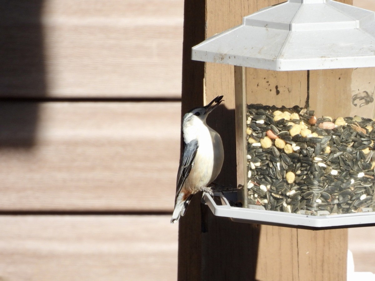 Beyaz Göğüslü Sıvacı - ML647357088