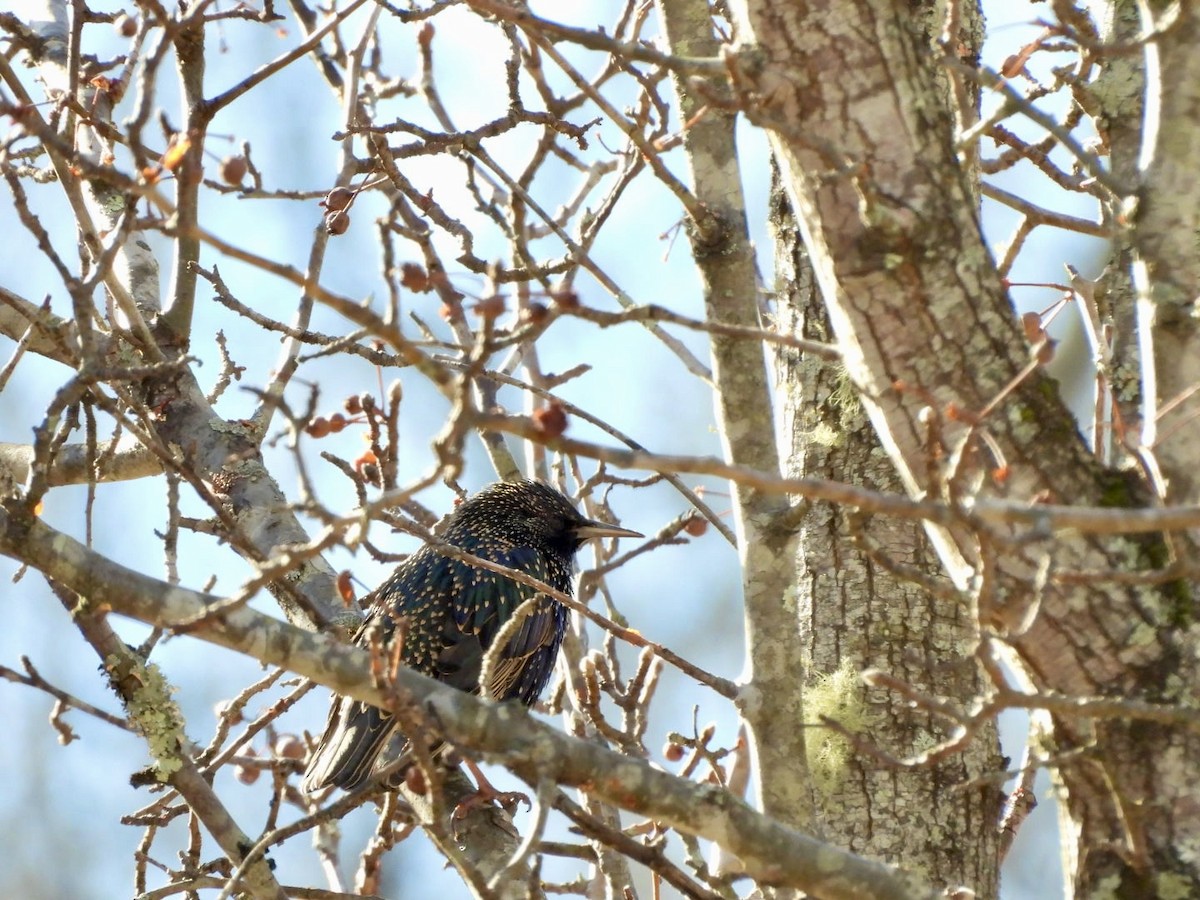 Sığırcık - ML647357108