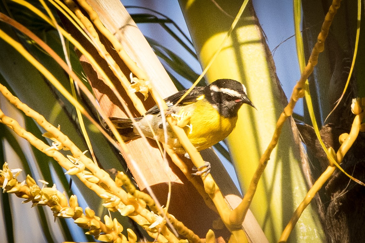 Bananaquit - ML647357109